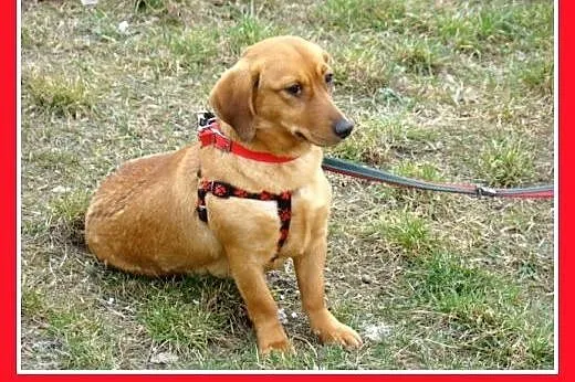 Jamnik,14 mies. łagodna,spokojna,grzeczna suczka T