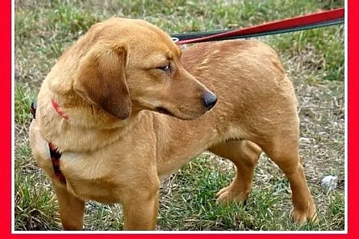 Jamnik,14 mies. łagodna,spokojna,grzeczna suczka T
