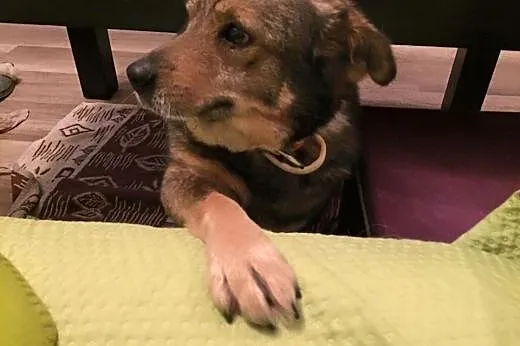 Niko - uroczy, kochany psiak szuka domku,  Kundelk