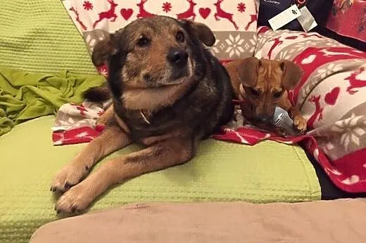 Niko - uroczy, kochany psiak szuka domku,  Kundelk