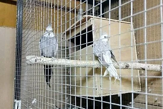 Sprzedam papugi, Kujawsko-pomorskie, Włocławek