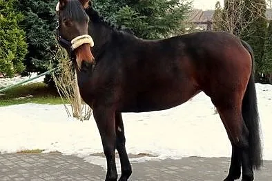 Klacz, , 