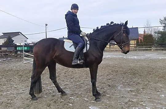 Klacz, , 