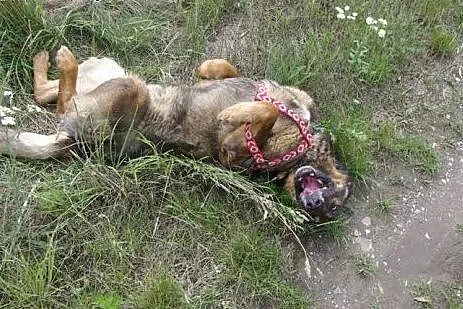 Dostojny owczarkowaty psiak Yoshir,  dolnośląskie 