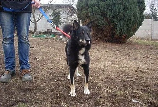 Gucio, wspaniały psiak, zachodniopomorskie Szczec