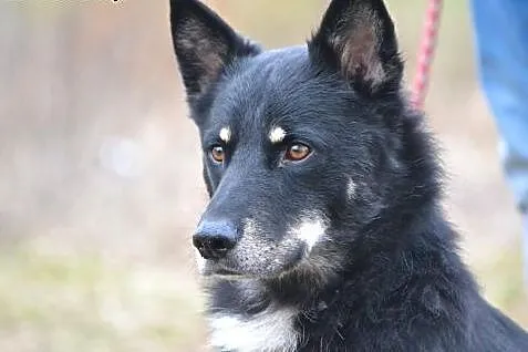 Gucio, wspaniały psiak,  zachodniopomorskie Szczec