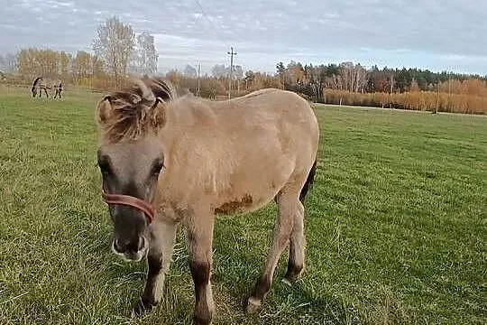 Koniki Polski ogierek