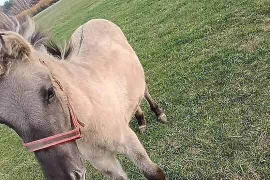 Koniki Polski ogierek, Lubelskie, Lubartów