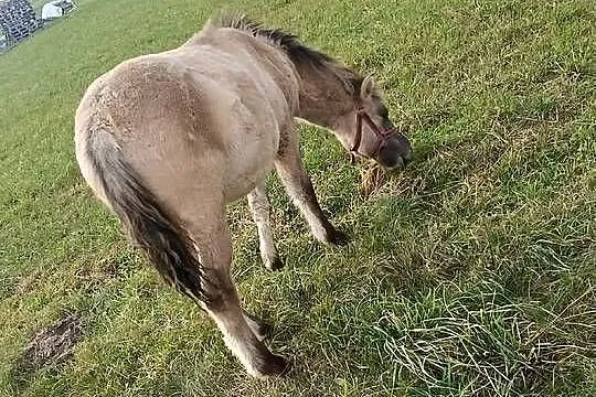 Koniki Polski ogierek, Lubelskie, Lubartów