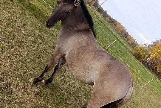 Koniki Polski ogierek, Lubelskie, Lubartów
