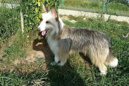 BELLA zjawiskowo piękna, owczarkowata, młoda, mądr