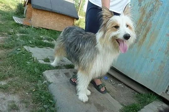 BELLA zjawiskowo piękna, owczarkowata, młoda, mądr