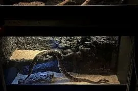 Pyton królewski razem z terrarium