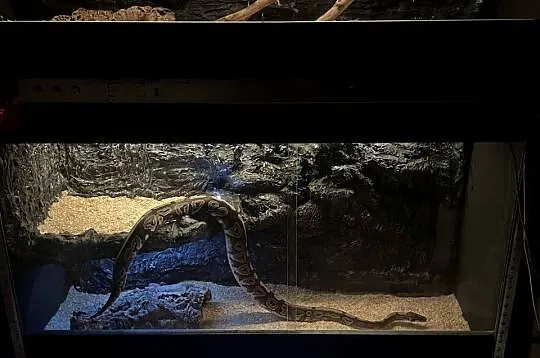 Pyton królewski razem z terrarium