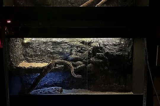 Pyton królewski razem z terrarium, Śląskie, Bluszczów
