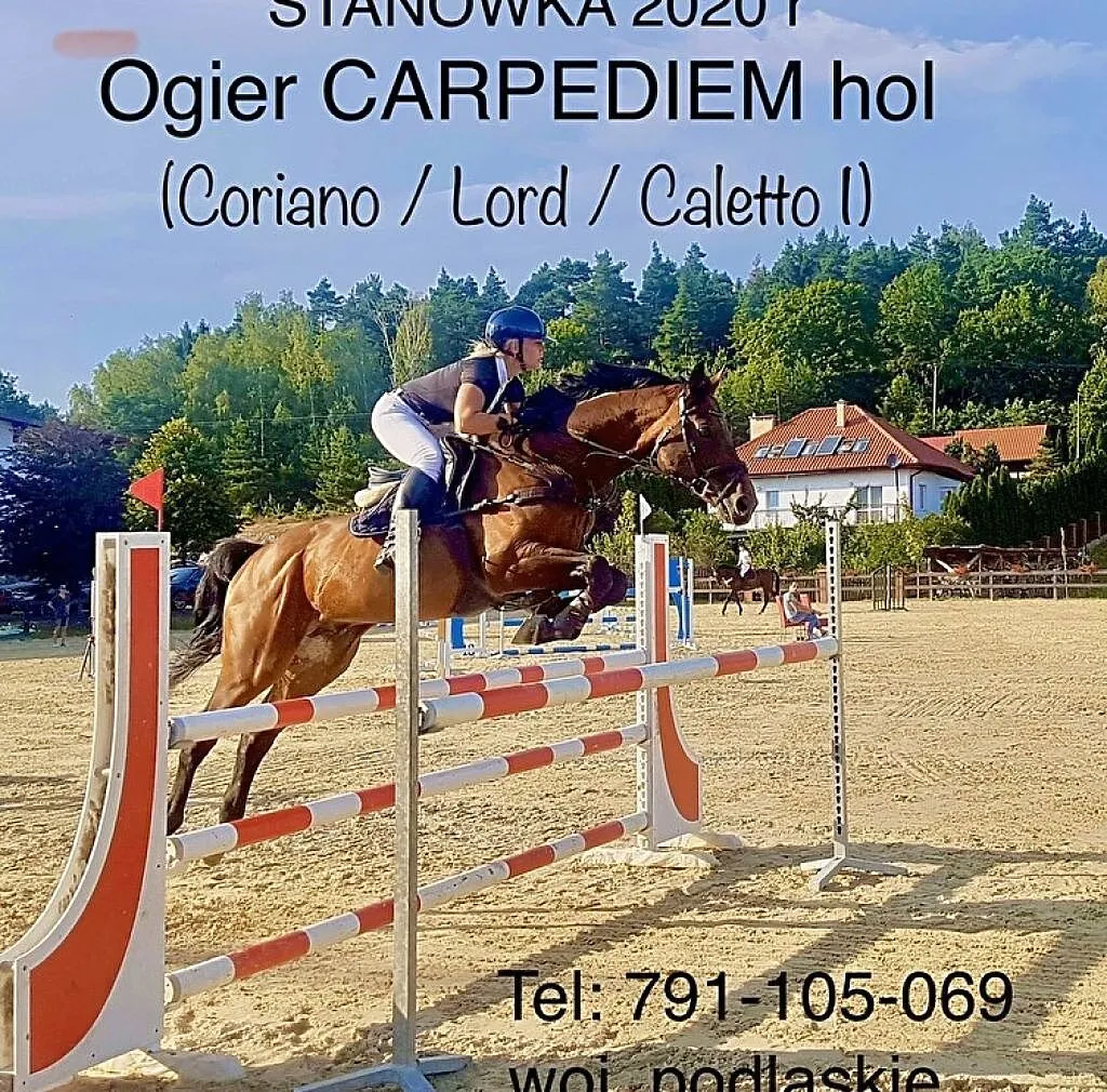Stanówka ogierem CARPEDIEM - Coriano/Lord/Caletto, ,