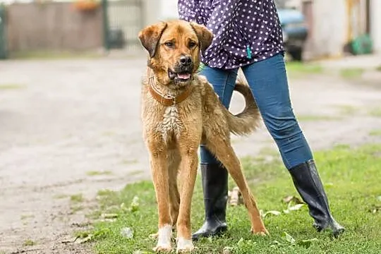 Duży, młody Wektor, spokojny pies do adopcji!