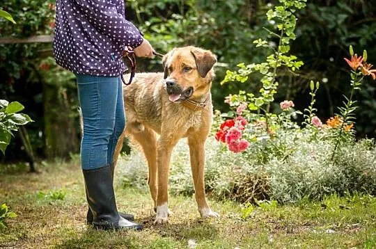 Duży, młody Wektor, spokojny pies do adopcji!