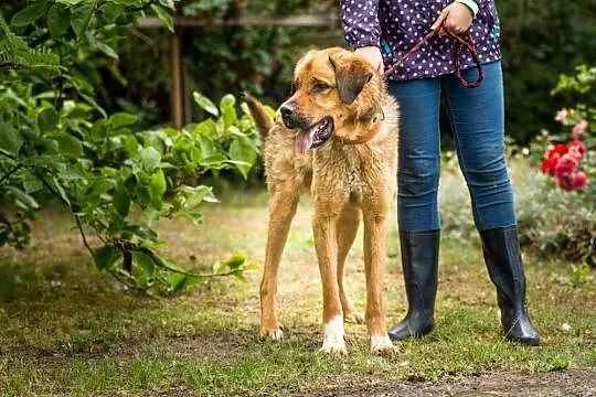 Duży, młody Wektor, spokojny pies do adopcji!