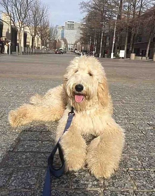GOLDENDOODLE KRYCIE prześliczna suczka czeka na ra