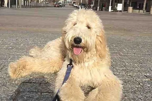 GOLDENDOODLE KRYCIE prześliczna suczka czeka na ra
