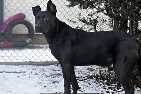 Salvo- pół labrador - do adopcji,  mazowieckie War