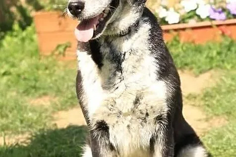 Tina- kochana, duża sunia szuka domu, Mazowieckie, Nowy Dwór Mazowiecki