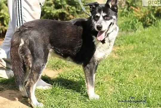 Tina- kochana, duża sunia szuka domu, Mazowieckie, Nowy Dwór Mazowiecki
