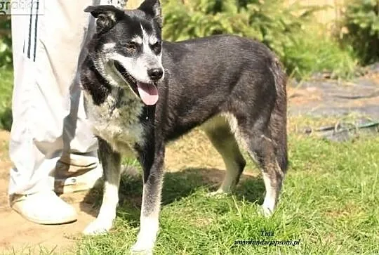 Tina- kochana, duża sunia szuka domu, Mazowieckie, Nowy Dwór Mazowiecki