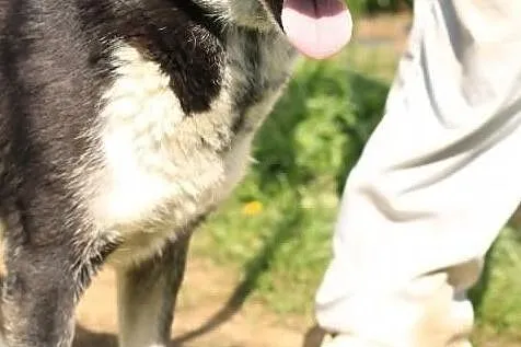Tina- kochana, duża sunia szuka domu, Mazowieckie, Nowy Dwór Mazowiecki