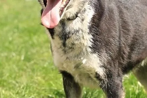 Tina- kochana, duża sunia szuka domu, Mazowieckie, Nowy Dwór Mazowiecki
