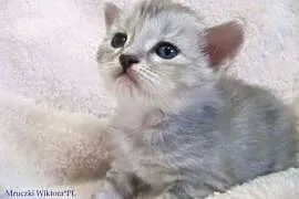 ŚLICZNA  DAMA  koteczka syberyjska z rodowodem,  ś, Częstochowa