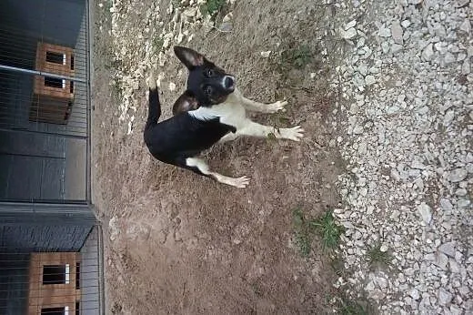 Ok 5 miesięczna Zojka docelowo średnia,  dolnośląs