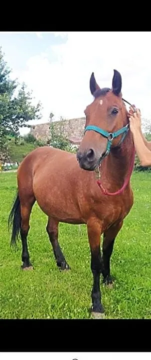 Klacz 155 cm pogrubiona, , Pielgrzymka