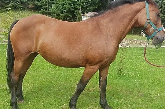 Klacz 155 cm pogrubiona, , Pielgrzymka