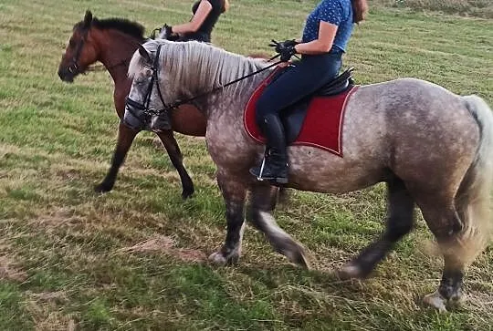 Klacz 155 cm pogrubiona, , Pielgrzymka