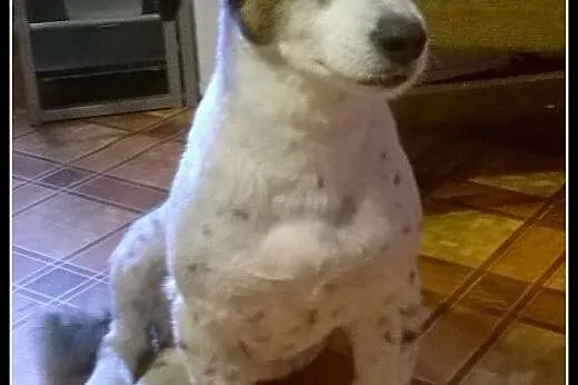 Ok. 6-letnia Diuna szuka domu już na zawsze !,  ma