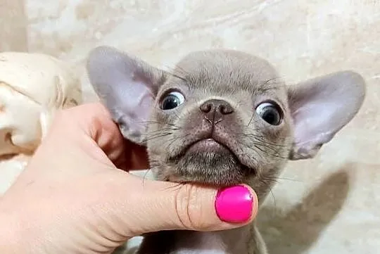 Chihuahua liliowy