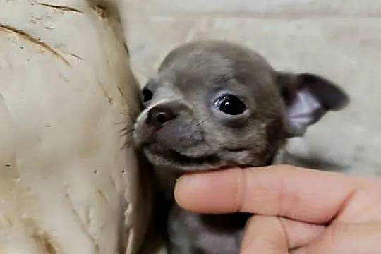 Chihuahua liliowy, Mazowieckie, Warszawa