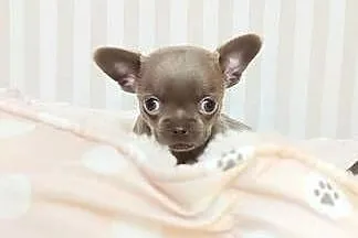 Chihuahua liliowy, Mazowieckie, Warszawa