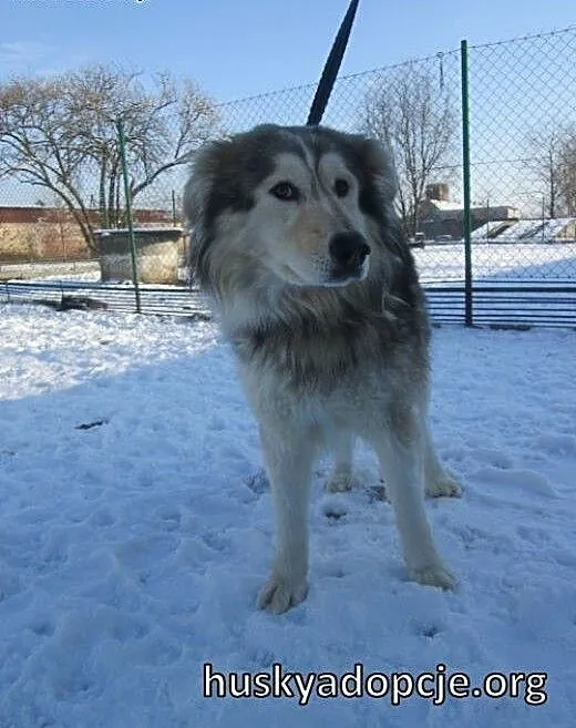 FOREST- towarzyski pies mix alaskan malamute do ad