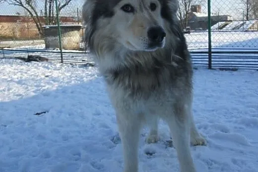 FOREST- towarzyski pies mix alaskan malamute do ad
