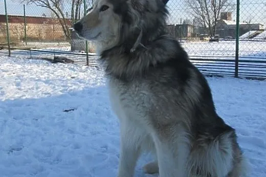 FOREST- towarzyski pies mix alaskan malamute do ad