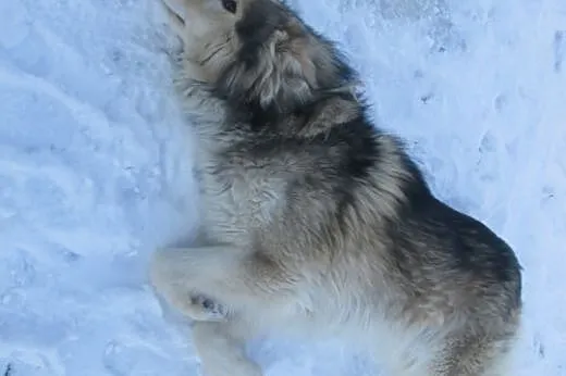 FOREST- towarzyski pies mix alaskan malamute do ad