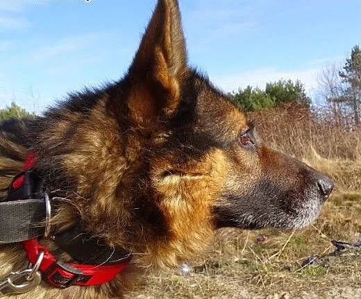 Tedi – piękny, dostojny owczarek .,