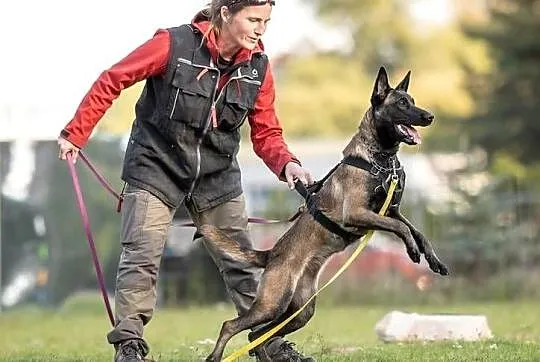 Owczarek Belgijski Malinois FCI/ZKWP