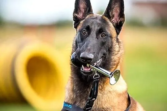 Owczarek Belgijski Malinois FCI/ZKWP, Opolskie, Lubnów
