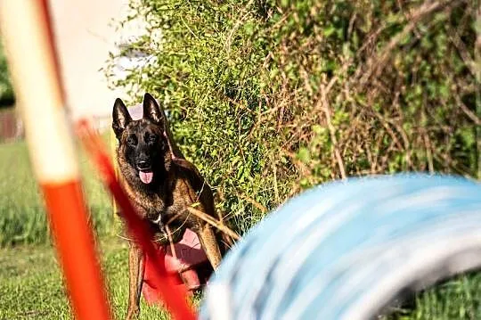 Owczarek Belgijski Malinois FCI/ZKWP, Opolskie, Lubnów
