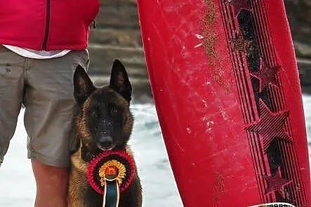 Owczarek Belgijski Malinois FCI/ZKWP, Opolskie, Lubnów