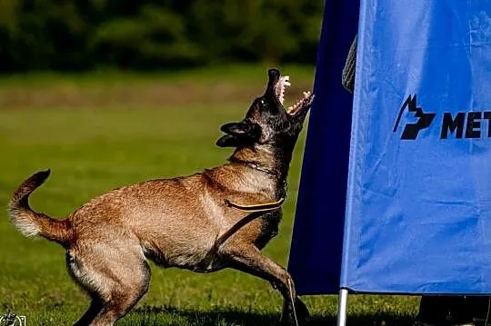 Owczarek Belgijski Malinois FCI/ZKWP, Opolskie, Lubnów